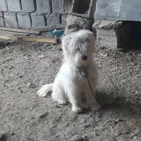 پاپی پشمالو