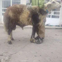 بره قوچ پلنگی