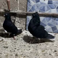 دم سفید|پرنده|قزوین, |دیوار