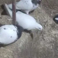 سینه ای|پرنده|رزن, |دیوار