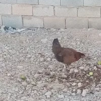 خلنگ فروشی|حیوانات مزرعه|سیدان, |دیوار