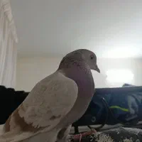 کبوتر مسجدی گمشده