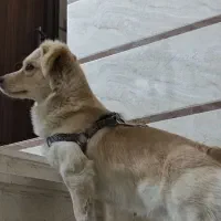 واگذاری اشپیتز گلدن|سگ|اصفهان, خوراسگان|دیوار