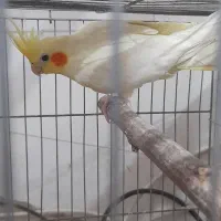 عروس هلندی ماده