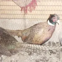 پرنده زینتی جوان قر