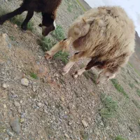 قوچ|حیوانات مزرعه|داران, |دیوار