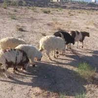 بره ماده