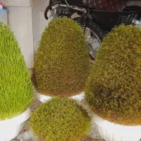 فروش سبزه زیبا