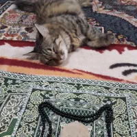 گربه گمشده
