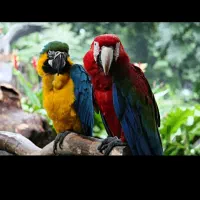 طوطی، راهب ،کاکادو، لوری، آمازون|پرنده|تهران, دردشت|دیوار