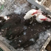 اردک اسرائیلی و غوغاز و غاز