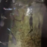 تعداد 30تا گوپی سنگاپوری مولدوشکم پر|ماهی|بروجرد, |دیوار