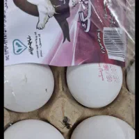 تهم مرغ بسته بندی شده