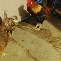 مرغ وخروس