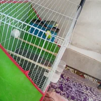 یک جفت مرغ عشق مولد تخم گزارش سالم|پرنده|اسفراین, |دیوار