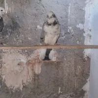 پرشی|پرنده|زابل, |دیوار