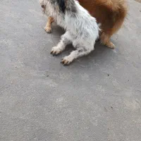 پاکوتاه نژاد شیتزو.سویسی.|سگ|آستانه اشرفیه, |دیوار