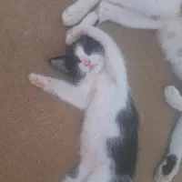 گربه گمشده