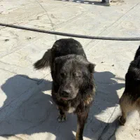 ۴عدد ماده قفقازی|سگ|پردیس, شهرک صنعتی کمرد|دیوار