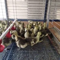 تخم نطفه دار قوغاز اوکراینی سفید و قهوه ای