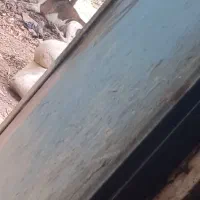 سگ اکیتای با ادب