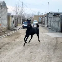 کره مادیان 2ساله