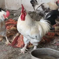خروس کردی زینتی ریش دار و پا پر