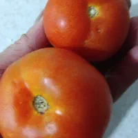 خرید فروش گوجه فرنگی تناژبالا