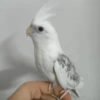 عروس هلندی گم شده