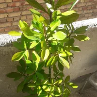 گل طبیعی