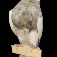 کبوتر طوقی جوانه نر نسل شکلاتی