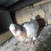 جوجه طوقی|پرنده|قم, شهرک مهدیه (مدرس)|دیوار