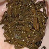 زالوی طبی  تبریز زالو