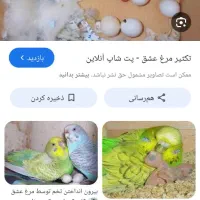 مرغ عشق با تخم