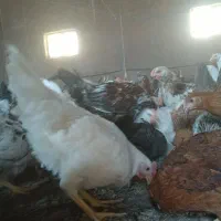 مرغ وخروس ۵ماه