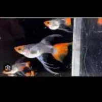 گوپی ساده و ریبون نژادهای کمیاب