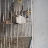 ۹عدد عروس هلندی