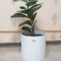 انواع گل آپارتمانی