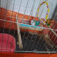 طوطی برزیلی نروماده