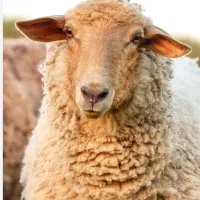 گوسفند گم شده