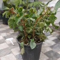 گل گیاه طبیعی انواع خاک کوکوپیت ورمی تراریوم پرلیت