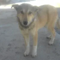 توله سگ نژاد دار ماده ۴ماه