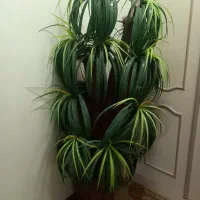 نخل بزرگ پر پشت بعلت کمبود جا