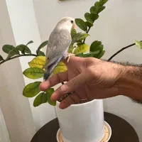 طوطی برزیلی VIP رام و دستی