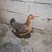 سه عدد مرغ تخم گذار|حیوانات مزرعه|مسجد سلیمان, |دیوار