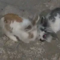 خرگوش لپ نر و ماده . کبوتر