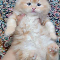 بریتیش،اسکاتیش،پرشین