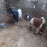 بز کهره دار کهرش نهر