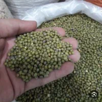 ماش ارتشی درجه یک