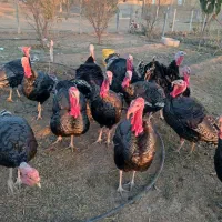 فروش بوقلمون برنزی گوشتی محلی